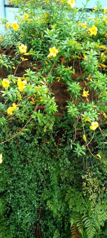 Shine View, Dikwella