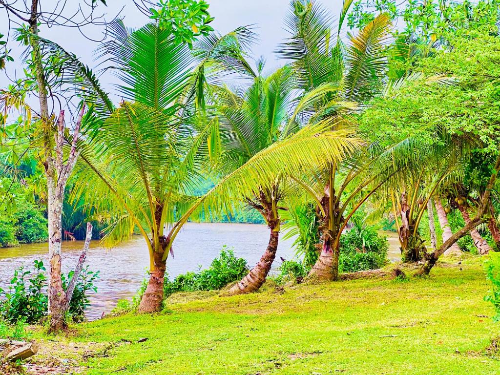 Ripple by the river, Weligama