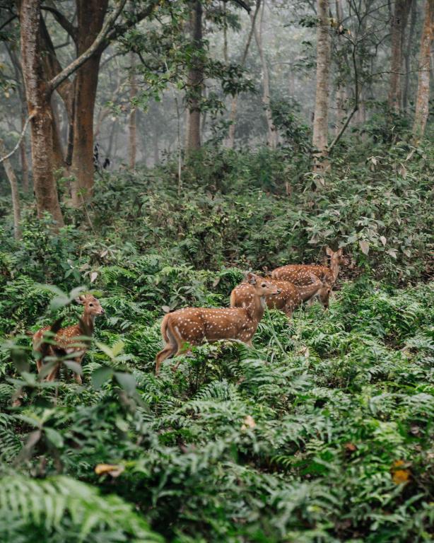 Surrounding environment