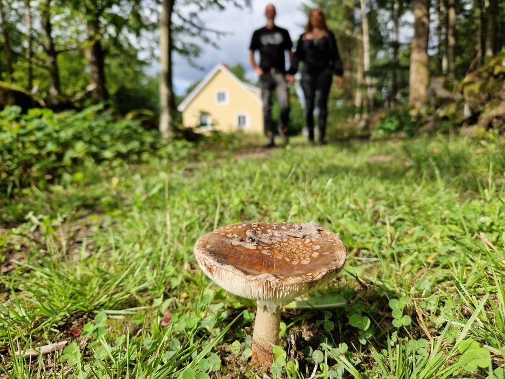 Gula huset i skogen- Skogsbruk & logi på Linderödsåsen, Kilhult