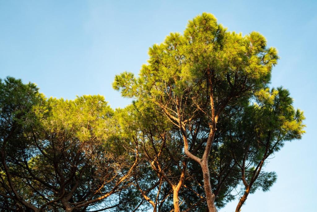 Hotel Parco dei Pini - 100mt dal Mare - 5