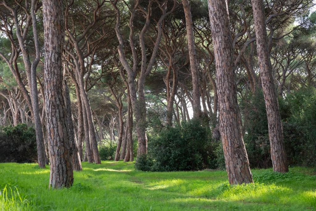 Hotel Parco dei Pini - 100mt dal Mare - 4