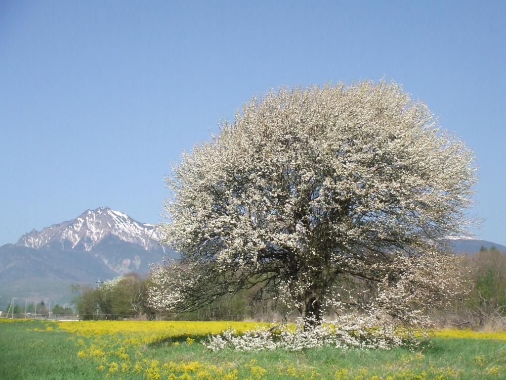 Yatsugatake Kogen Lodge photo