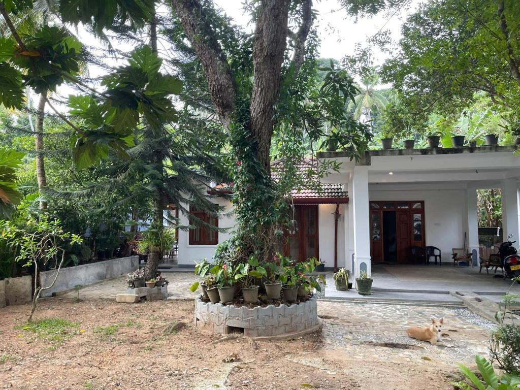 Villa 223, Weligama
