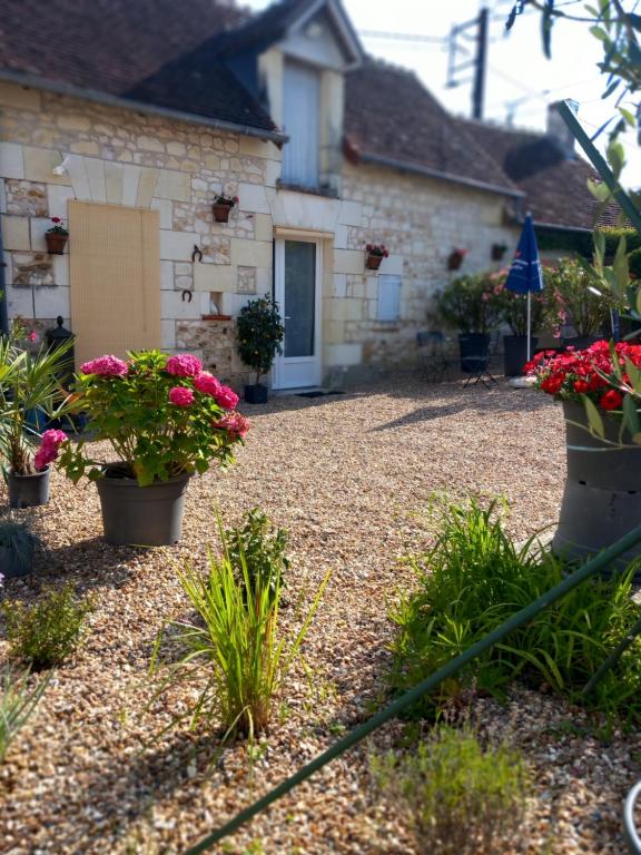 Les mimosas, Saint-Aignan