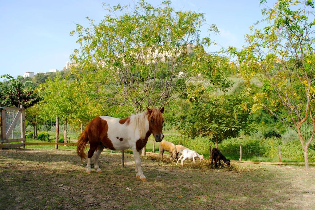 Agriturismo L'Arca di Anna Brambilla photo