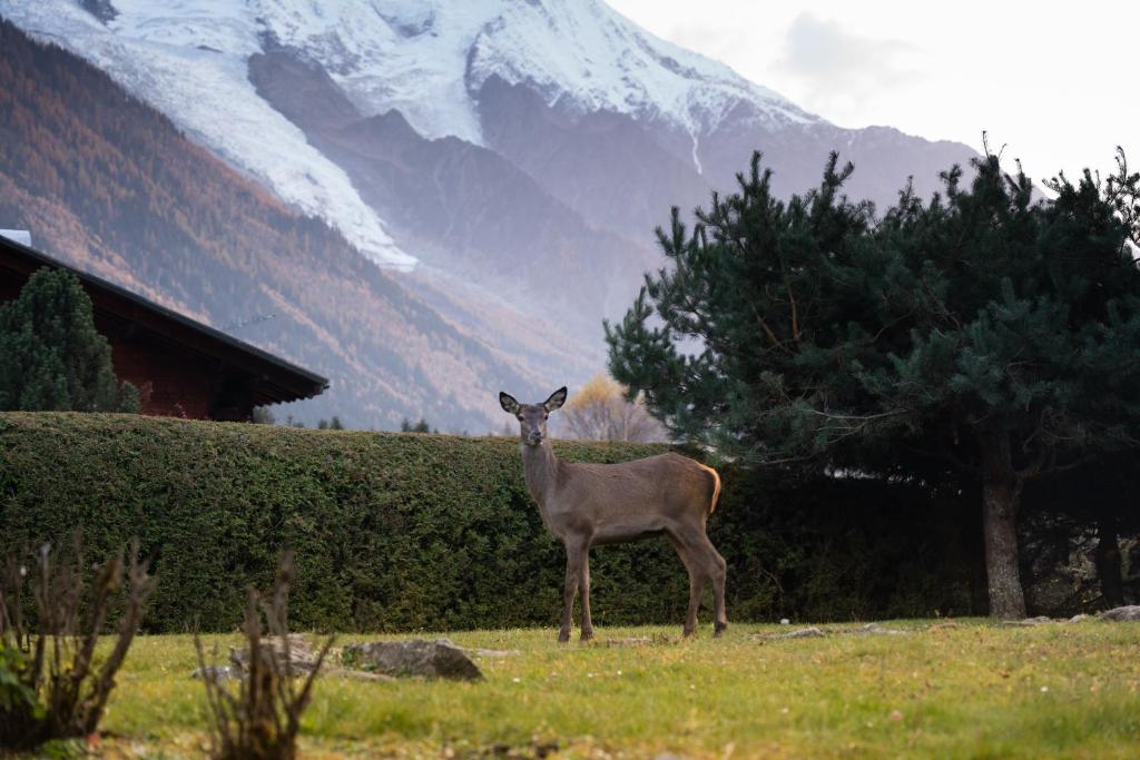 Chalet la Pagode, vue Mont-Blanc et jardin privé, Chamonix-Mont-Blanc