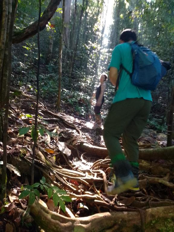 Rainforest River Edge, Deniyaya