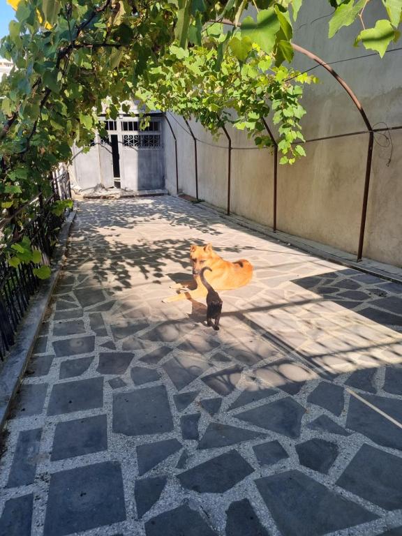 Lux Apartmant Tea, Achalciche