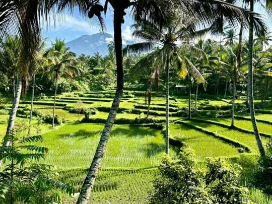 Mimi homestay-LOMBOK