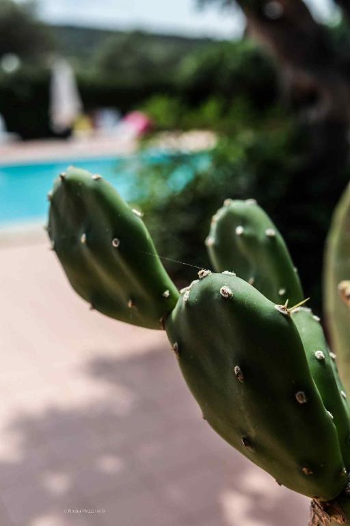 Il Casale il Sole e la Margherita - 3