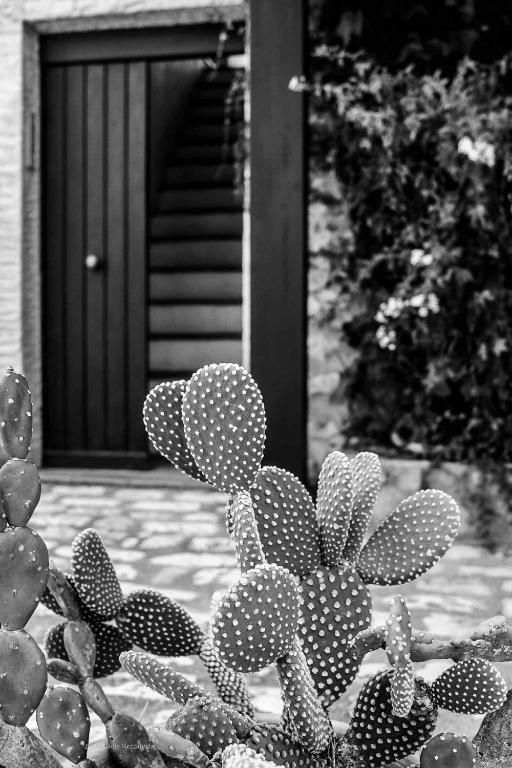 Il Casale il Sole e la Margherita - 5