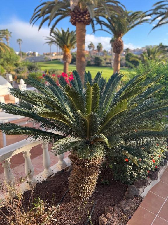 Ocean View Tenerife South Coast - 3