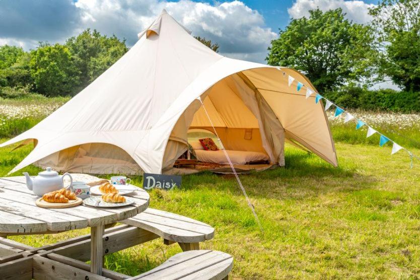 Daisy at Blancas Bell Tents, Ringstead