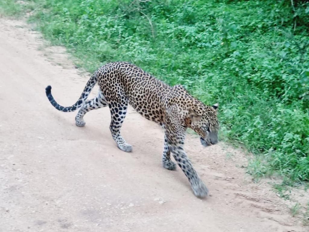 Mamba Yala, Tissamaharama