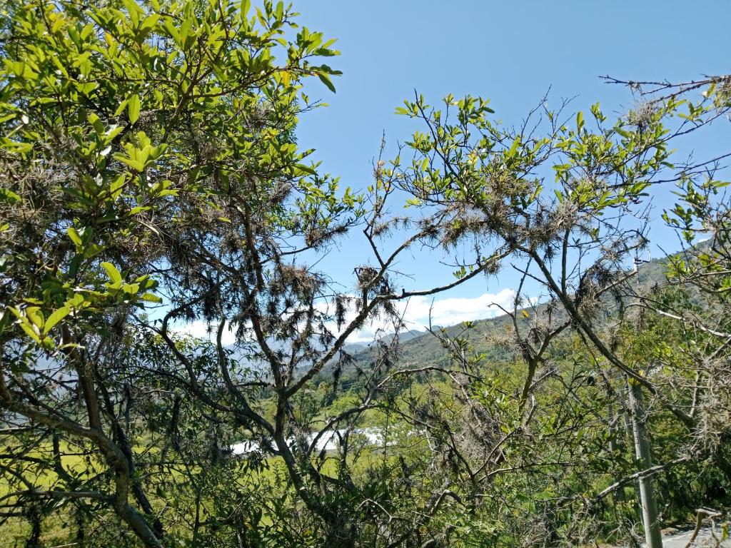 PALO ALTO Soatá - 3