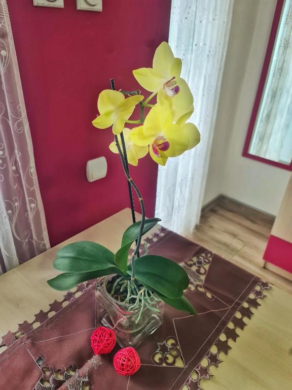 Vila Aleksandra 2 Studio 12 - 1