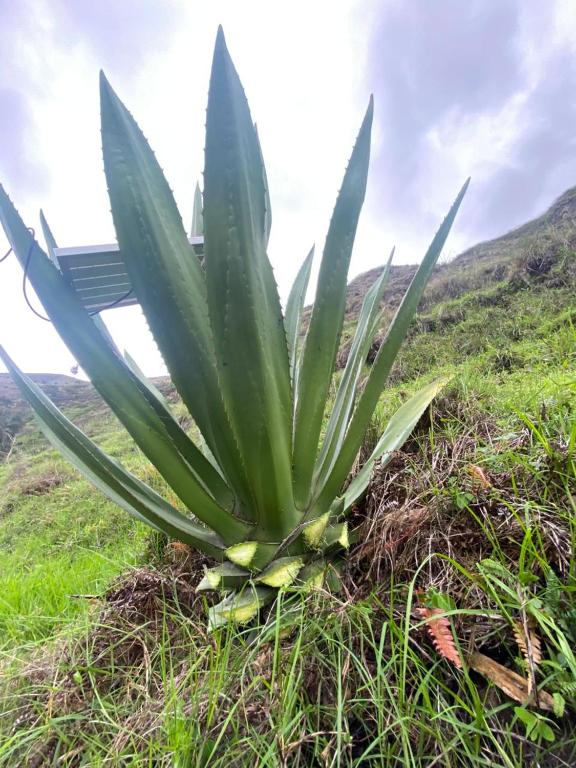 The Frailejon Mountain - 2