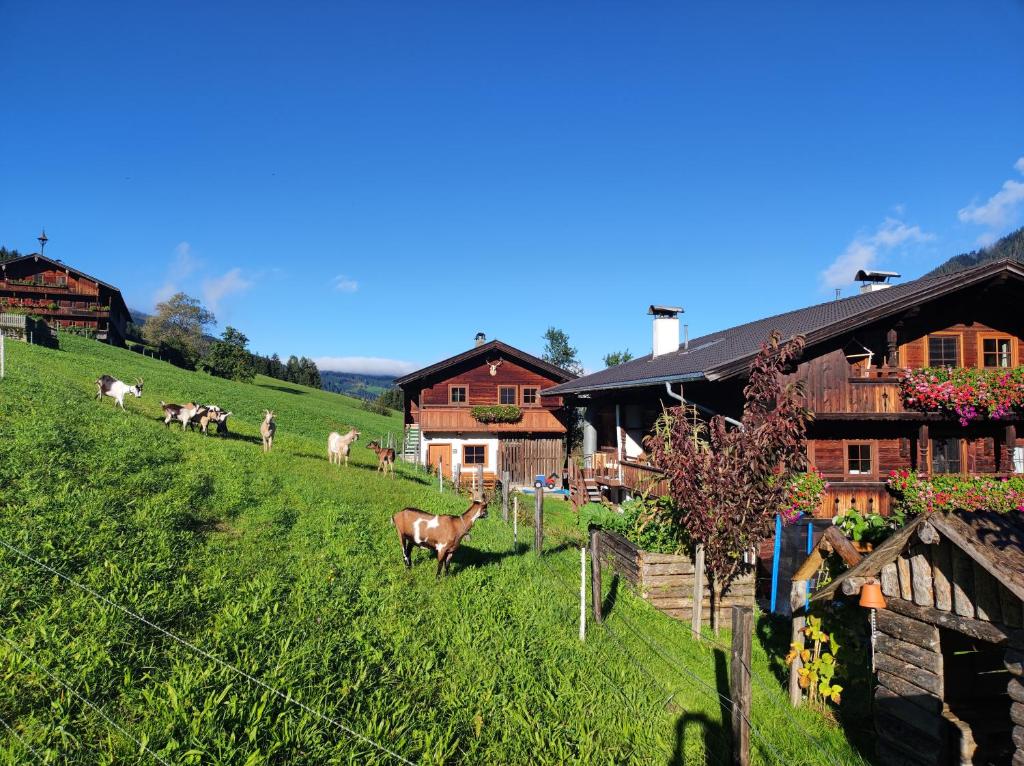 Ferienwohnungen Schneiderhäusl - 4