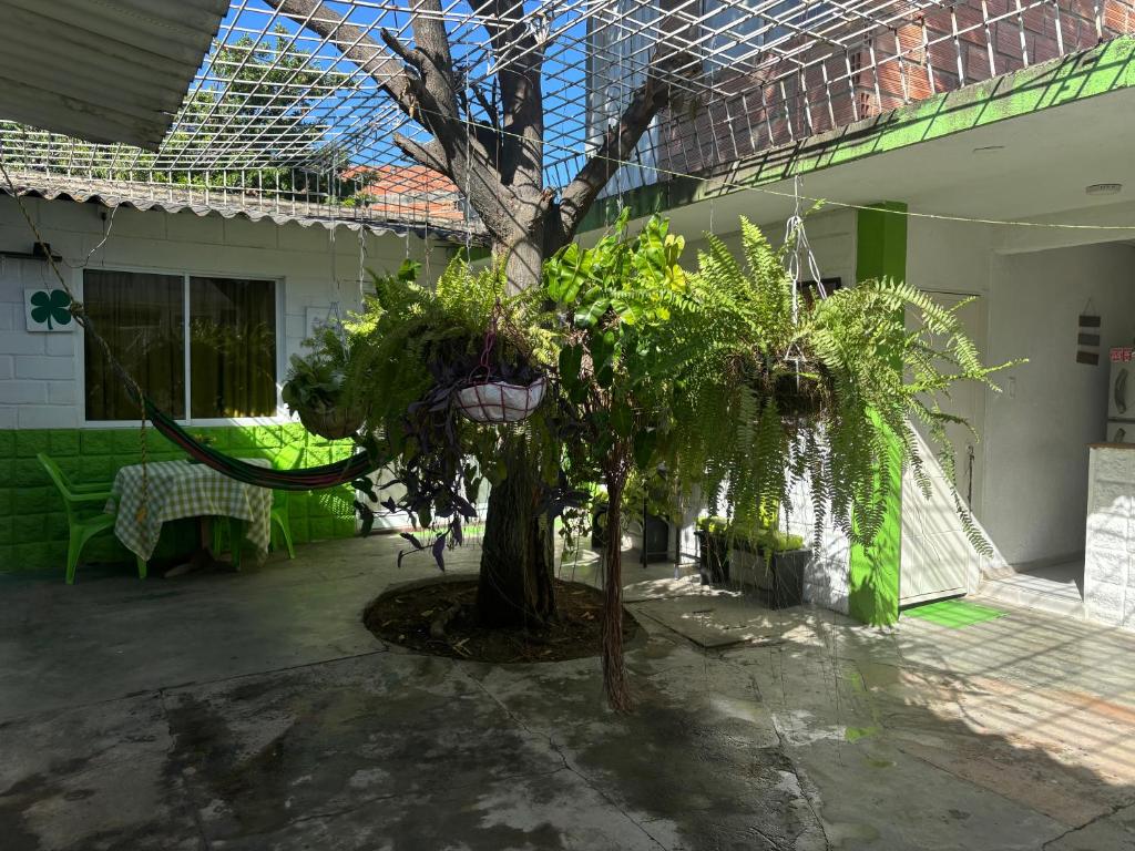 CASA UNIVERSITARIA EL TREBOL - 2