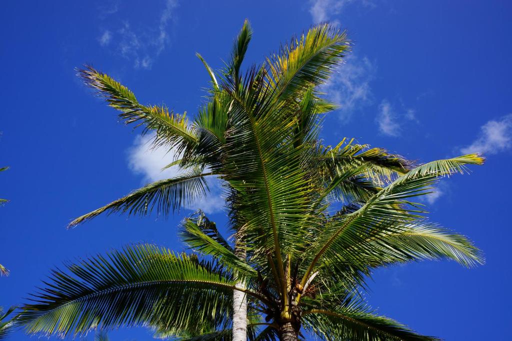 Las Palmeras - 2