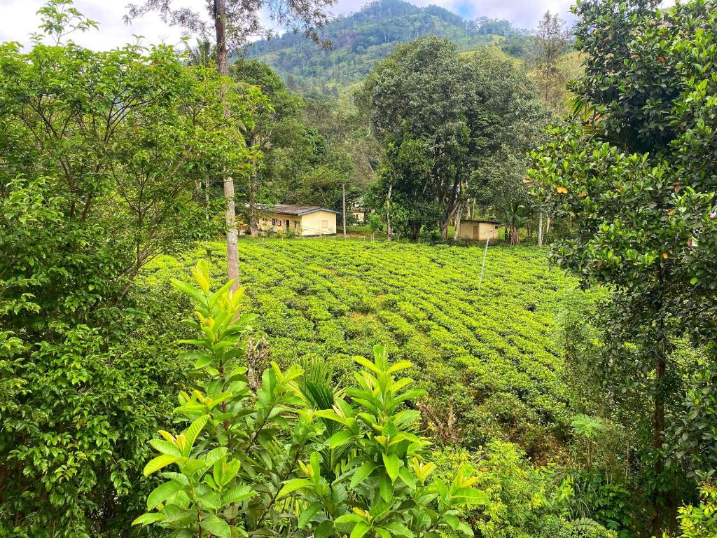 River View Family Rest, Demodera