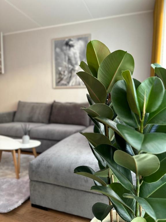 GiorgiaTerrasedHouse, Raadi