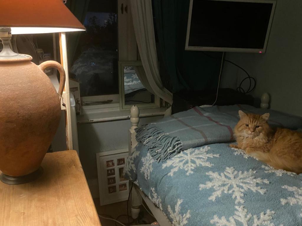 Comfy Cosy , Tv, mic, fridge, Chester