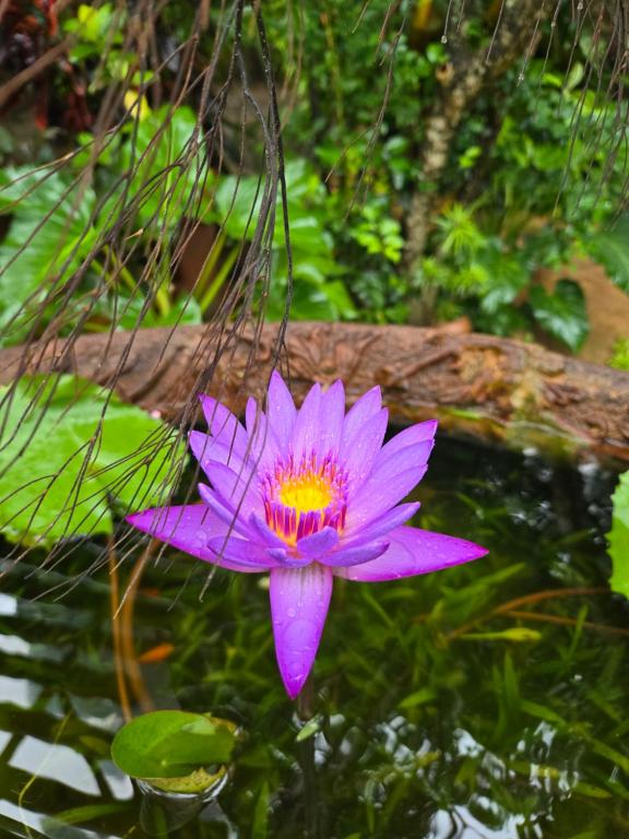 Surrounding environment