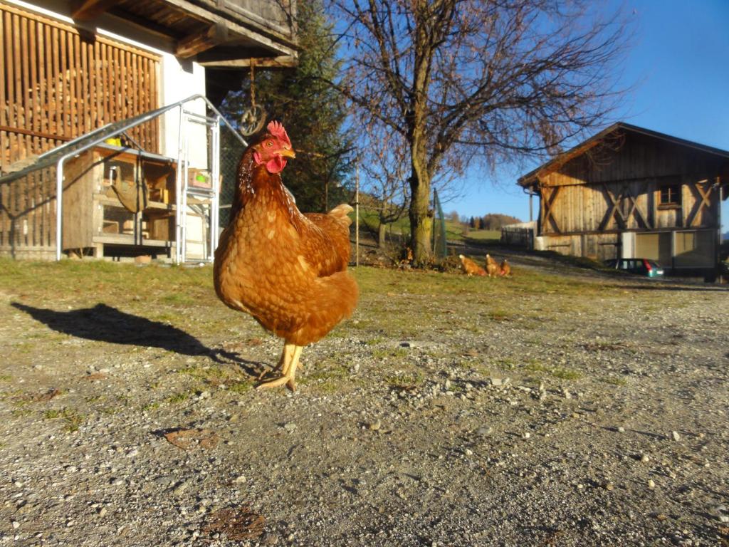 Mair am Graben Farm Chalets - 5