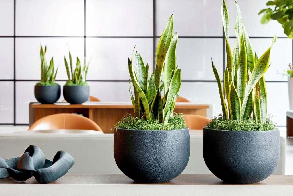 お料理のイメージ