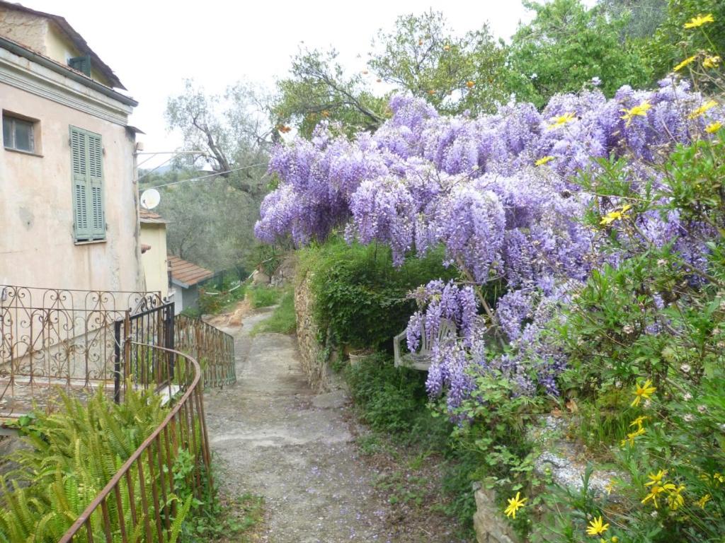 Ligurisches Rustico, umgeben von Olivenhainen am Dorfrand - 5