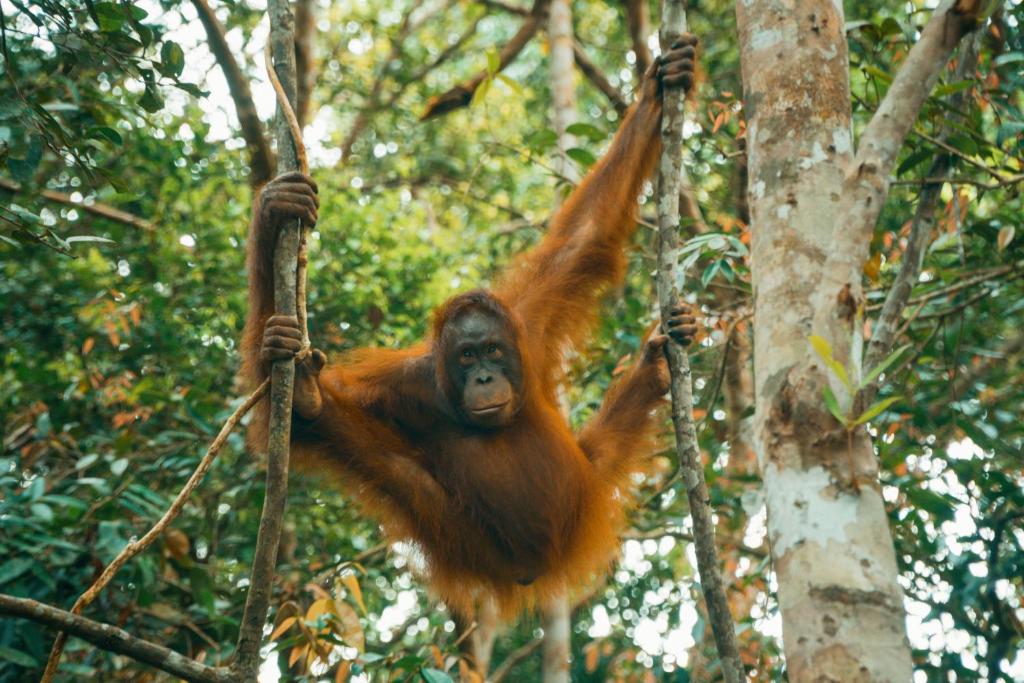 Orangutan & Restoration Camp, Kumai