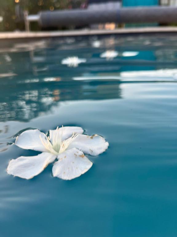 Sasha'blue-terrasse jardin-park-clim-piscine - 3