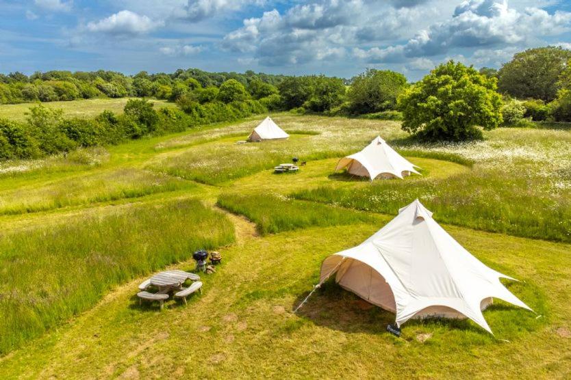 Red Clover at Blancas Bell Tents, Ringstead