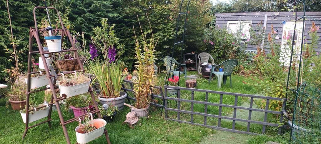 Robins nest, Great Hanwood