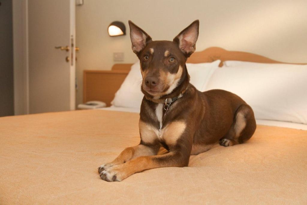 Pet Hotel Virginia - Hotel per cani - 2