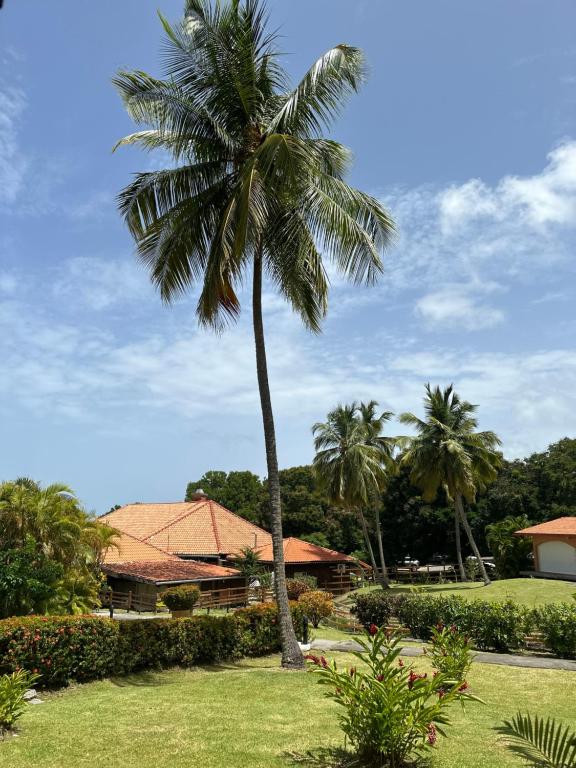 Studio Oiseau du Paradis, Sainte-Anne