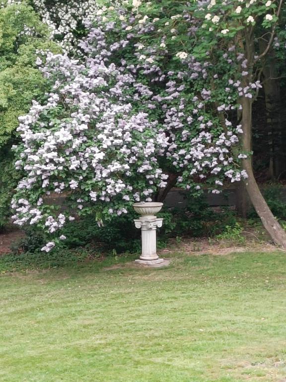 tuin