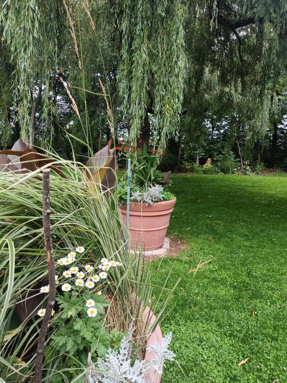 tuin