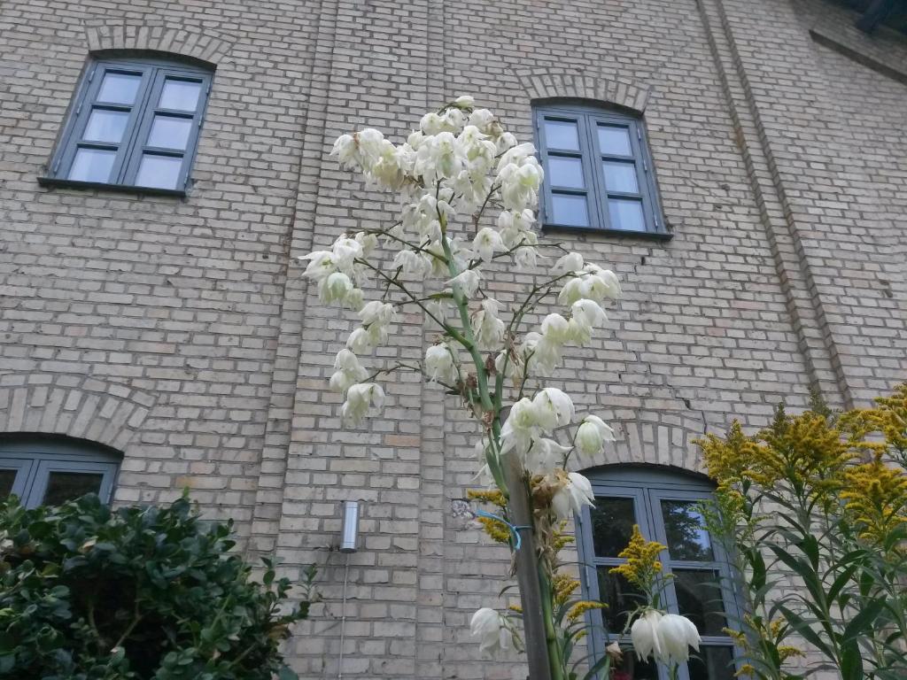 tuin