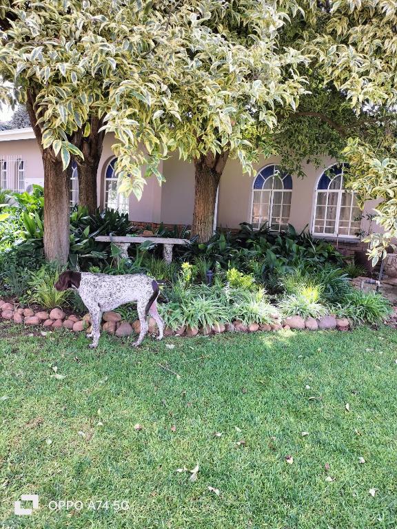 WHY NOT GUESTHOUSE, Bothaville