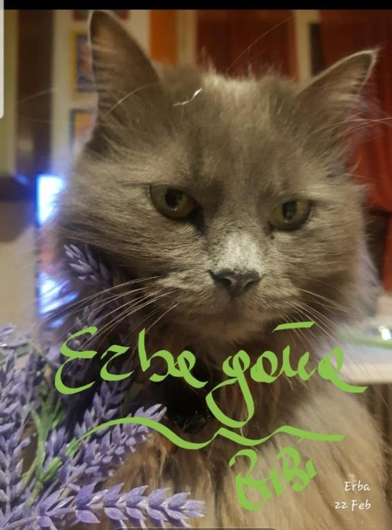 Affittacamere Erbagatta, Erba