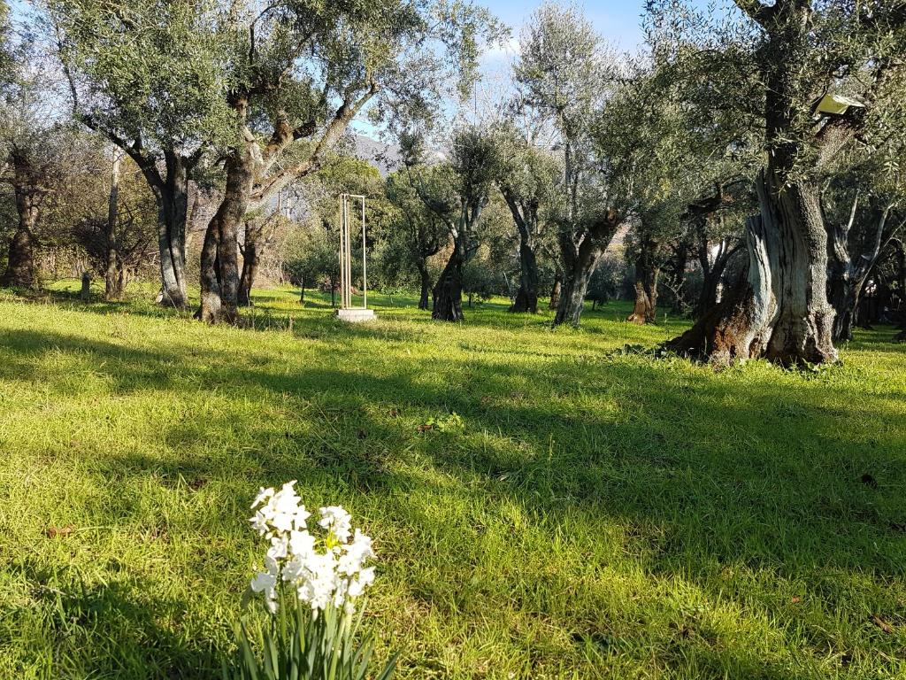 Antico Uliveto, Seravezza