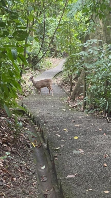 Yireth Studio, Quepos