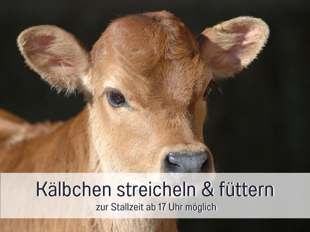 Ferienhof Eger - entspannter Urlaub mit Baby & Kleinkind - wahlweise top modern oder günstige Fewos - ruhig am Ende der Straße - Kälbchen füttern - Traktor fahren - Freie Fahrt mit den Hörnerbahnen in Sommersaison - E-Ladestation - E-bike Verleih ab Hof - 3