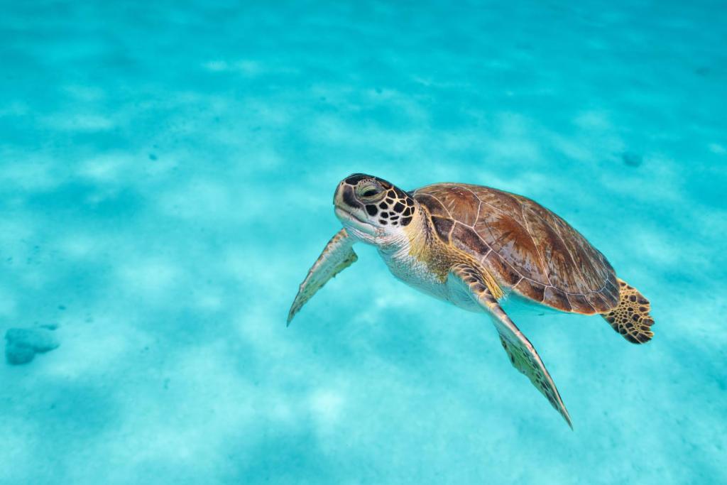 Sports and activities