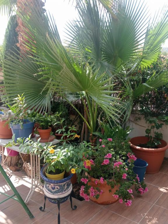 Apartamento pico del veleta, Cenes de la Vega