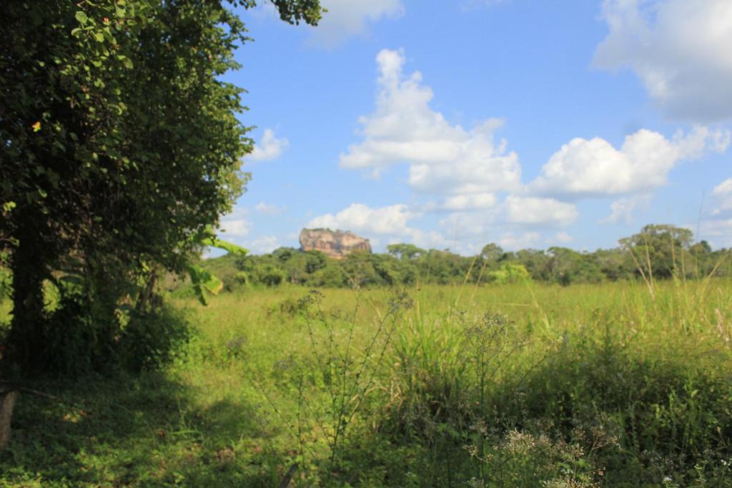 Paddy Field view Lodge Sigiriya, Sigiriya