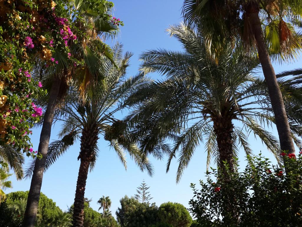 Club Turtas Beach - All Inclusive — Attractions in the area in Alanya